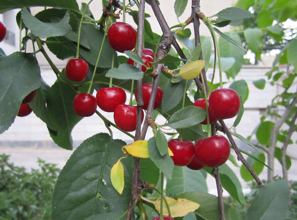 an image of Black Cherry Seeds