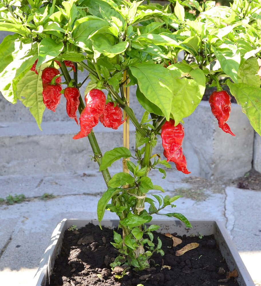 An image of a Carolina Reaper