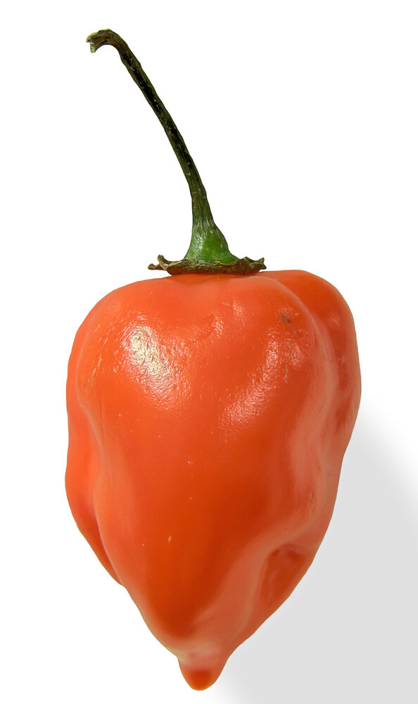 An image of a Habanero pepper