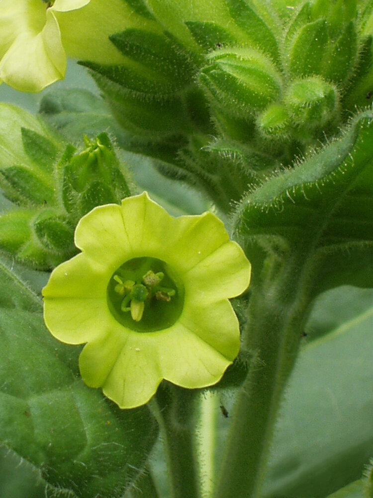 an image of Tobacco Seeds