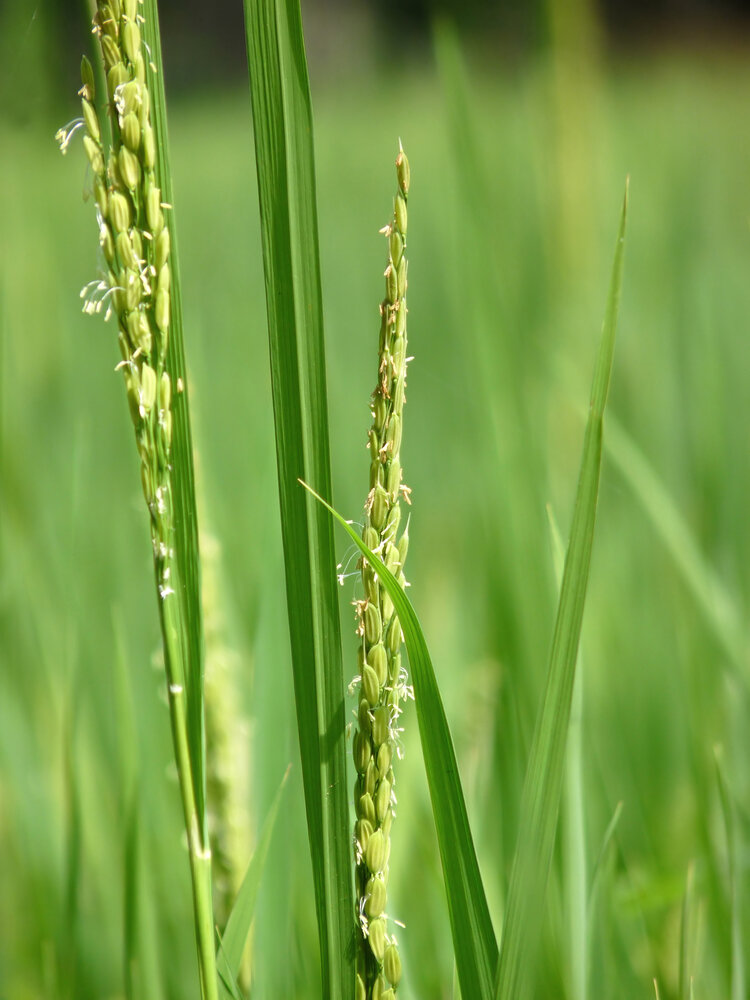 an image of Rice Seeds