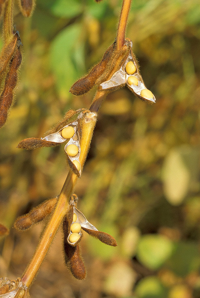 an image of Soybeans Seeds