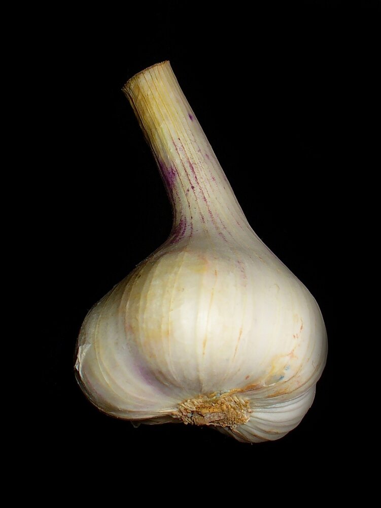 An image of Garlic