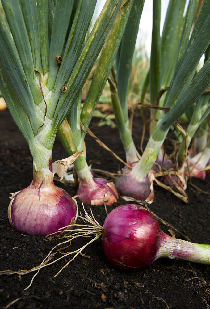 an image of Red Onions Seeds