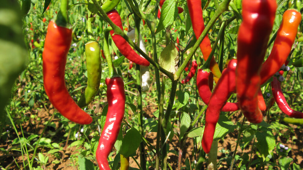 an image of Red Chilies Seeds